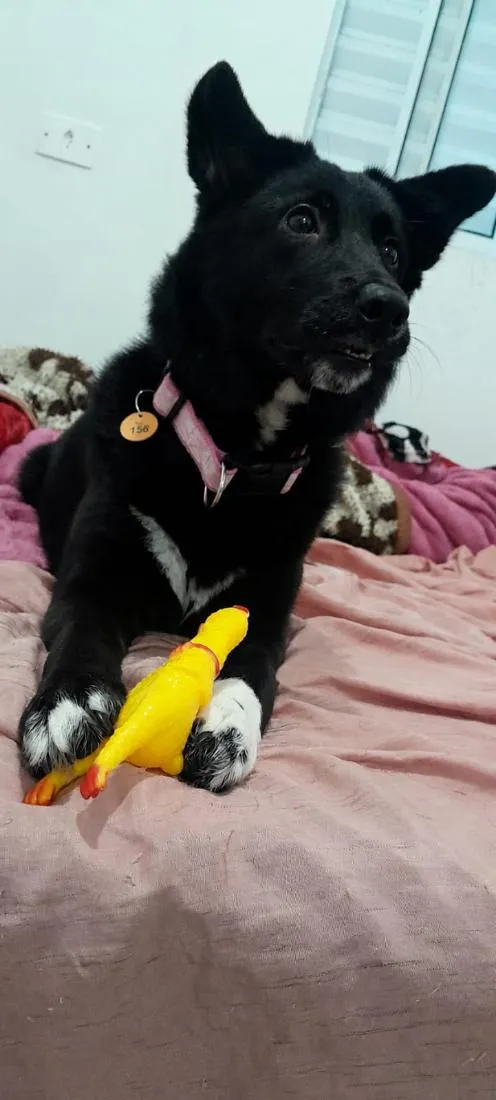 Cachorro raça SRD-ViraLata idade 7 a 11 meses nome Ellie