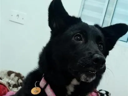 Cachorro raça SRD-ViraLata idade 7 a 11 meses nome Ellie