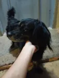 Animal perdido ou sem dono - Não sei o nome