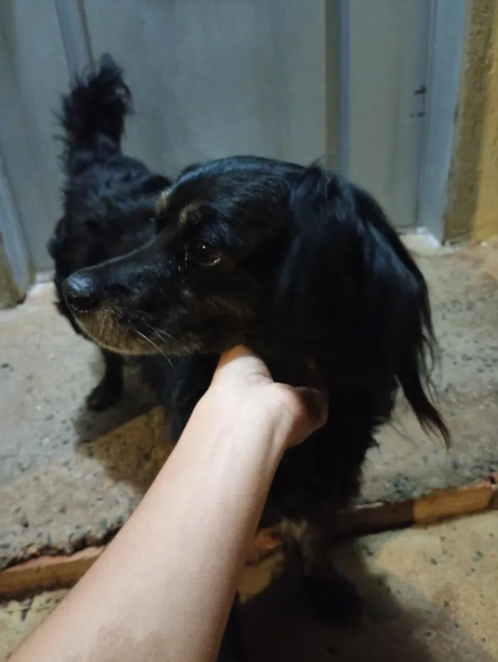 Cachorro raça SRD-ViraLata idade 6 ou mais anos nome Animal perdido ou sem dono - Não sei o nome