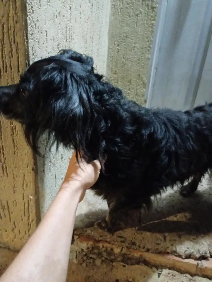 Cachorro raça SRD-ViraLata idade 6 ou mais anos nome Animal perdido ou sem dono - Não sei o nome