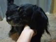 Animal perdido ou sem dono - Não sei o nome