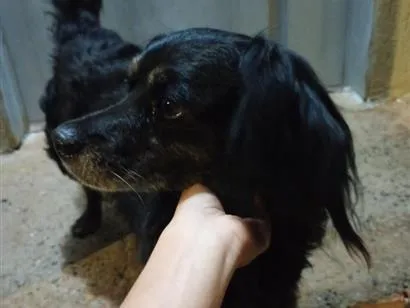 Cachorro raça SRD-ViraLata idade 6 ou mais anos nome Animal perdido ou sem dono - Não sei o nome