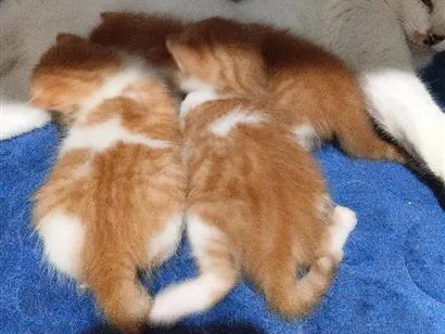 Gato raça SRD-ViraLata idade Abaixo de 2 meses nome Filhotes