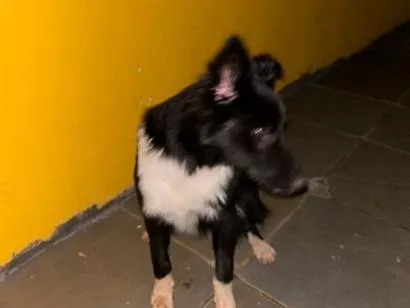 Cachorro raça Border Collie com SRD idade 2 a 6 meses nome Thor
