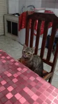 Gatinho