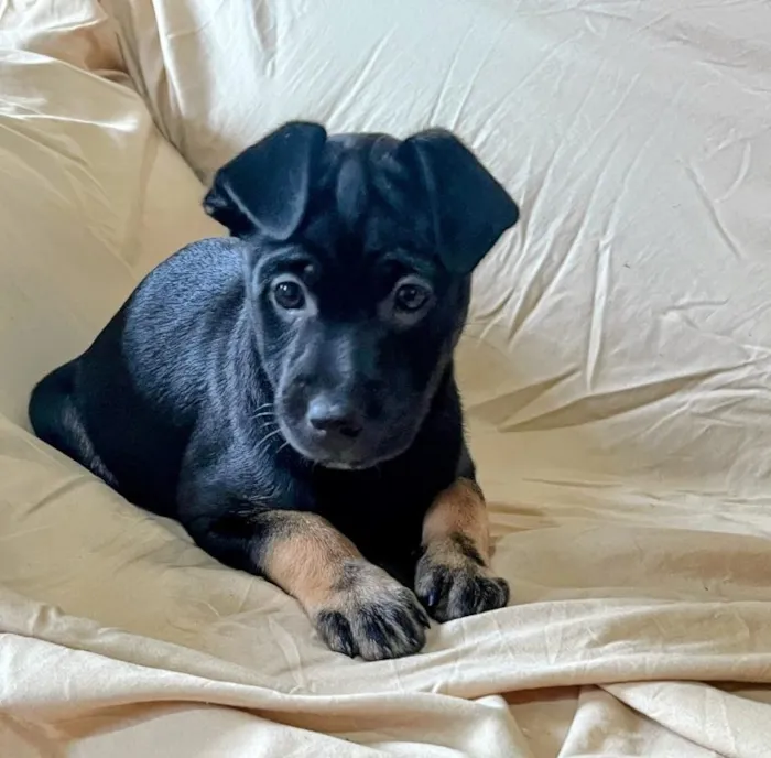 Cachorro raça SRD-ViraLata idade 2 a 6 meses nome  Falar com Leila - Whats 14 99627-1206