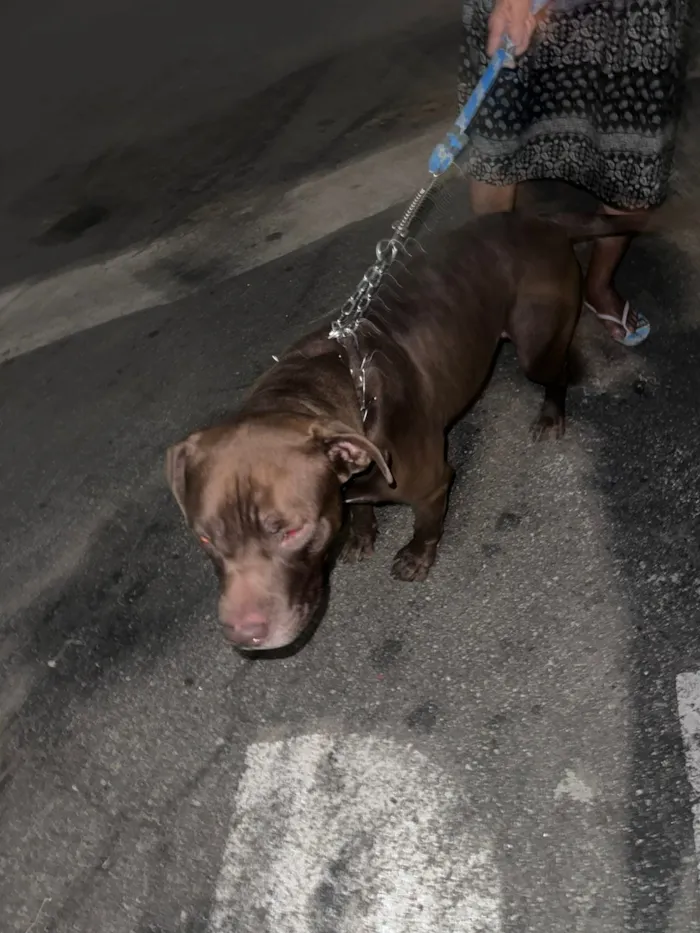 Cachorro raça SRD-ViraLata idade 2 anos nome Falar com Neivan - Whats 11 93032-3822