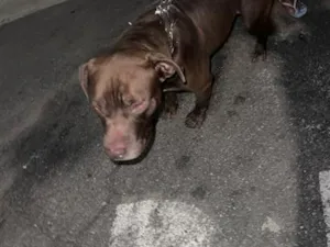 Cachorro raça SRD-ViraLata idade 2 anos nome Falar com Neivan - Whats 11 93032-3822
