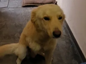Cachorro raça SRD-ViraLata idade 1 ano nome  Falar com Caroline - Whats 11 97801-7930