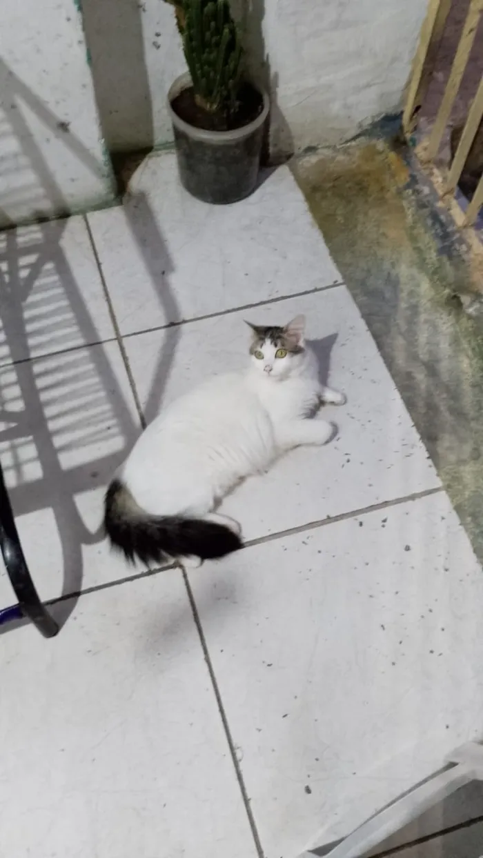 Gato raça SRD-ViraLata idade 1 ano nome Falar com Maria - Whats 11 95222-6411