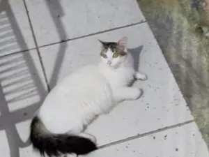Gato raça SRD-ViraLata idade 1 ano nome Falar com Maria - Whats 11 95222-6411