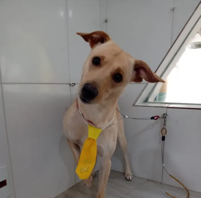 Cachorro raça SRD-ViraLata idade 2 anos nome Falar com Maria - 11 98434-5642