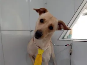 Cachorro raça SRD-ViraLata idade 2 anos nome Falar com Maria - 11 98434-5642