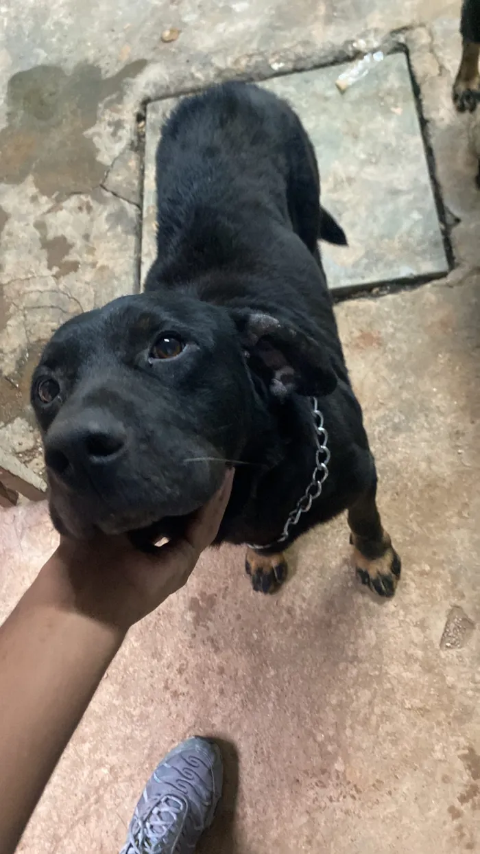 Cachorro raça SRD-ViraLata idade 2 anos nome Falar com Lucas - Whats 11 91922-2554