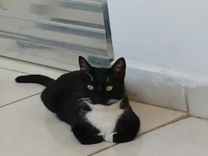 Gato raça SRD-ViraLata idade 1 ano nome Falar com Elenice - Whats 11 91730-4827
