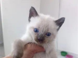 Gato raça Siamês idade Abaixo de 2 meses nome Falar com Isabella - 11 92146-4844