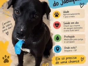 Cachorro raça SRD-ViraLata idade 1 ano nome Falar com Matteus - Whats 11 98405-0144