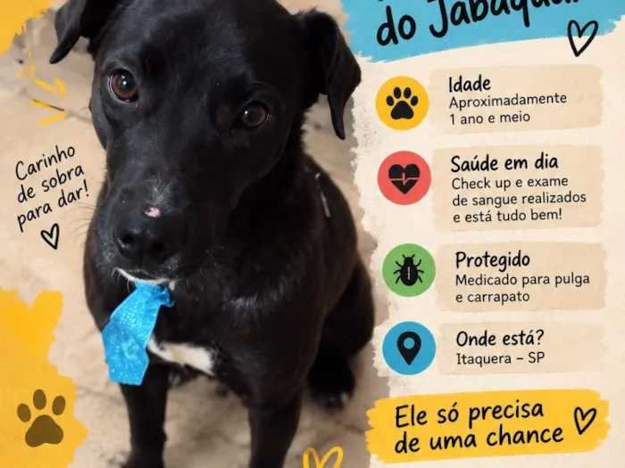 Cachorro raça SRD-ViraLata idade 1 ano nome Falar com Matteus - Whats 11 98405-0144