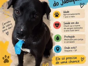Cachorro raça SRD-ViraLata idade 1 ano nome Falar com Matteus - Whats 11 98405-0144