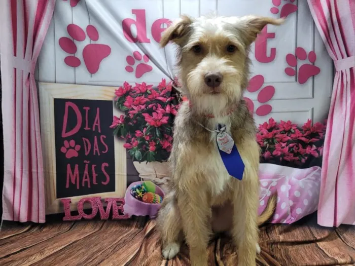 Cachorro raça SRD-ViraLata idade 2 anos nome Falar com Hamilton - Whats 11 96697-7464