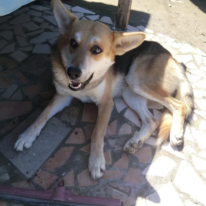 Cachorro raça SRD-ViraLata idade 3 anos nome Falar com Jéssica - Whats 11 96085-9878