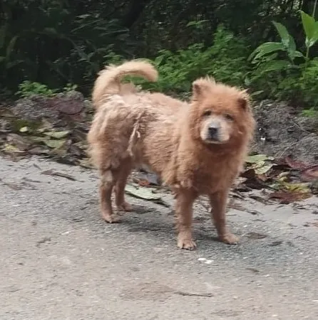 Cachorro raça SRD-ViraLata idade 6 ou mais anos nome Falar com Graziela - Whats 11 95551-1908