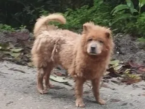 Cachorro raça SRD-ViraLata idade 6 ou mais anos nome Falar com Graziela - Whats 11 95551-1908