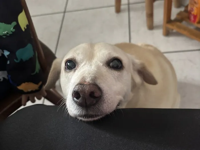 Cachorro raça SRD-ViraLata idade 6 ou mais anos nome Falar com Aline - Whats 11 95215-4958