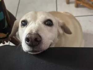 Cachorro raça SRD-ViraLata idade 6 ou mais anos nome Falar com Aline - Whats 11 95215-4958