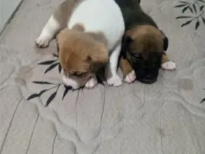 Cachorro raça SRD-ViraLata idade Abaixo de 2 meses nome Falar com Anderson - Whats 11 99974-3382
