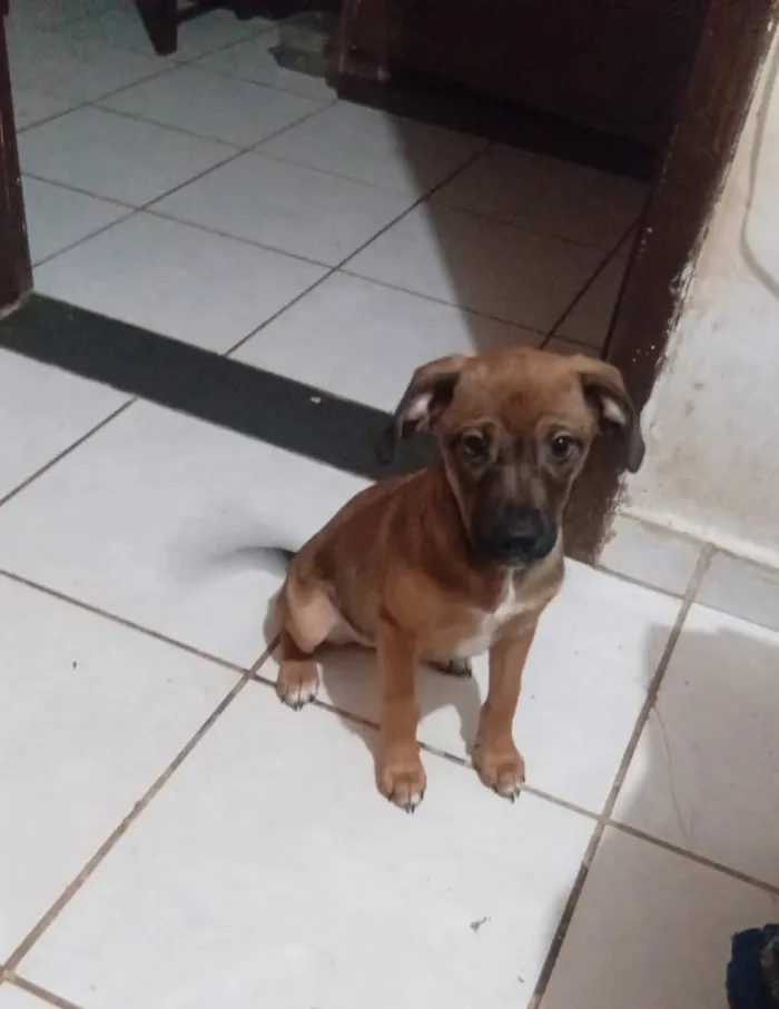 Cachorro raça SRD-ViraLata idade 2 a 6 meses nome Falar com Maria - Whats 21 97354-0059