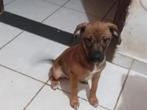Cachorro raça SRD-ViraLata idade 2 a 6 meses nome Falar com Maria - Whats 21 97354-0059