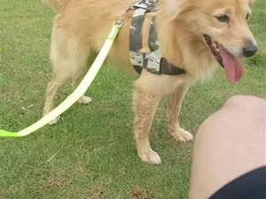 Cachorro raça SRD-ViraLata idade 6 ou mais anos nome Falar com Wesley - Whats 11 95929-6657