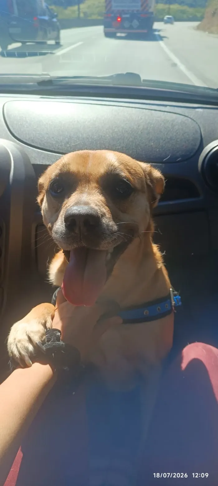 Cachorro raça SRD-ViraLata idade 3 anos nome Falar com Maria - Whats 11 93357-9911