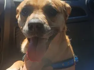 Cachorro raça SRD-ViraLata idade 3 anos nome Falar com Maria - Whats 11 93357-9911
