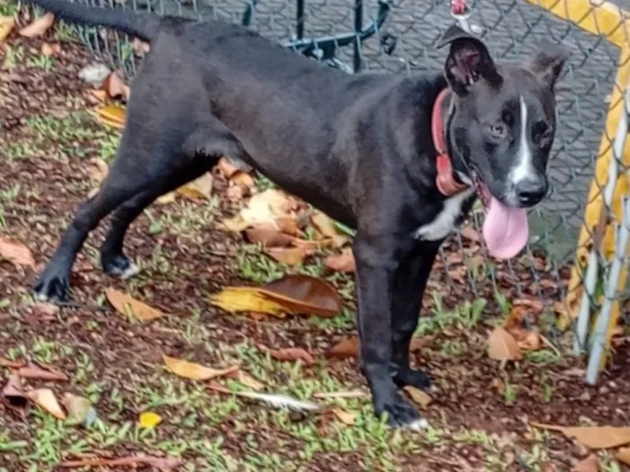 Cachorro raça SRD-ViraLata idade 2 anos nome Falar com Jaedson - Whats 34 9139-7957