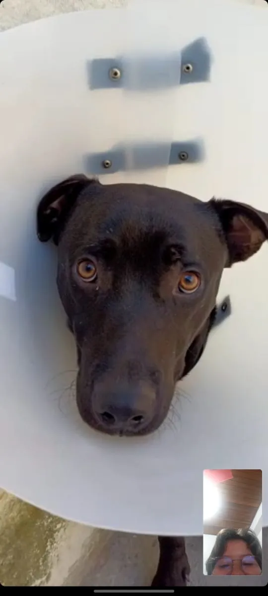 Cachorro raça SRD-ViraLata idade 3 anos nome Falar com Maria - Whats 11 93007-7149