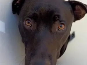 Cachorro raça SRD-ViraLata idade 3 anos nome Falar com Maria - Whats 11 93007-7149