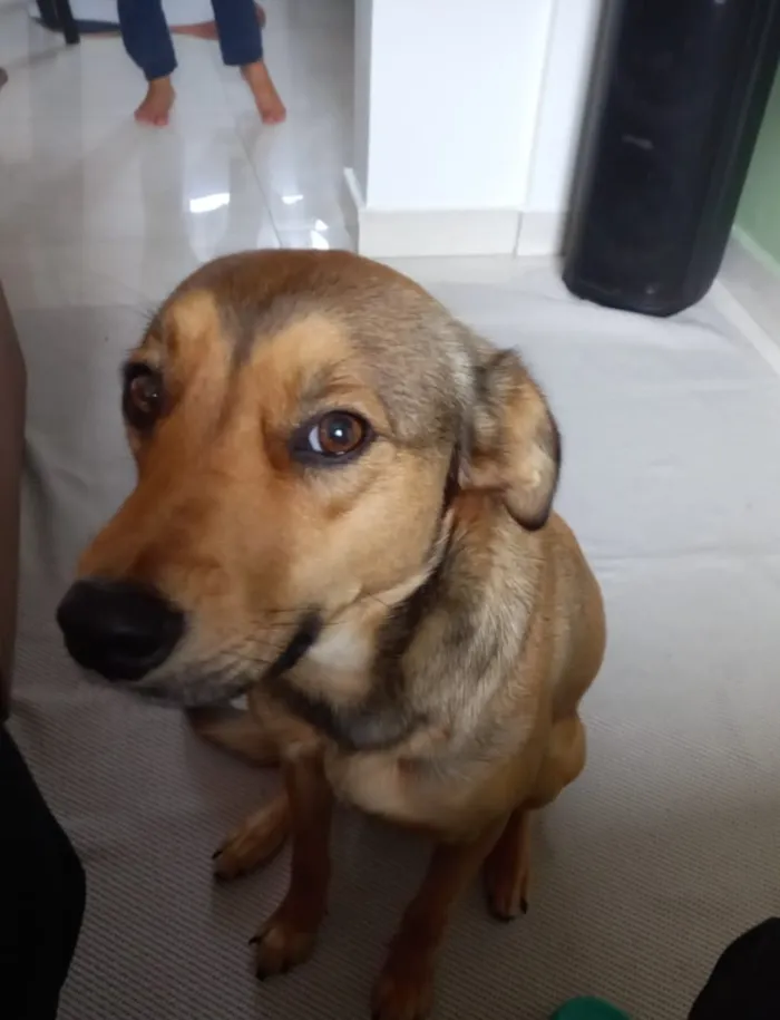 Cachorro raça SRD-ViraLata idade 2 anos nome Falar com Valdineia - Whats 11 97015-9828
