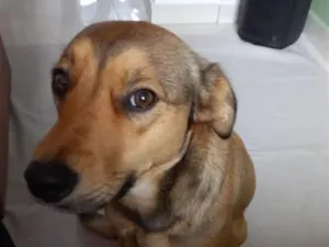 Cachorro raça SRD-ViraLata idade 2 anos nome Falar com Valdineia - Whats 11 97015-9828