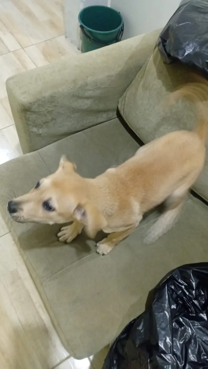 Cachorro raça SRD-ViraLata idade 2 a 6 meses nome Falar com Fernando - Whats 11 95811-5521