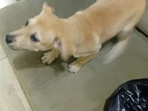 Cachorro raça SRD-ViraLata idade 2 a 6 meses nome Falar com Fernando - Whats 11 95811-5521