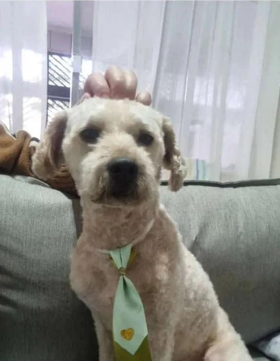 Cachorro raça SRD-ViraLata idade 4 anos nome Falar com Leandro - Whats 11 97621-0109