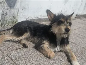 Cachorro raça SRD-ViraLata idade 6 ou mais anos nome Falar com Marcelo - Whats 11 96165-1014