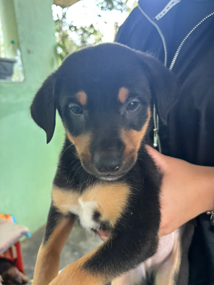 Cachorro raça SRD-ViraLata idade 2 a 6 meses nome Falar com Cristiane - Whats 15 99132-7141