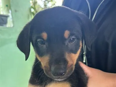 Cachorro raça SRD-ViraLata idade 2 a 6 meses nome Falar com Cristiane - Whats 15 99132-7141