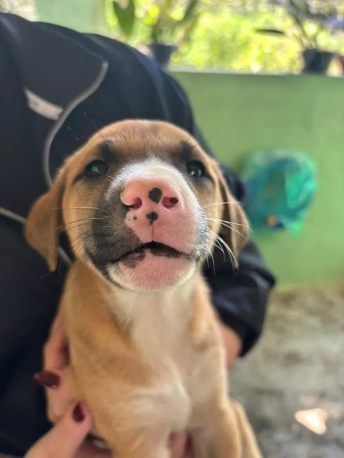 Cachorro raça SRD-ViraLata idade 2 a 6 meses nome Falar com Cristiane - Whats 15 99132-7141