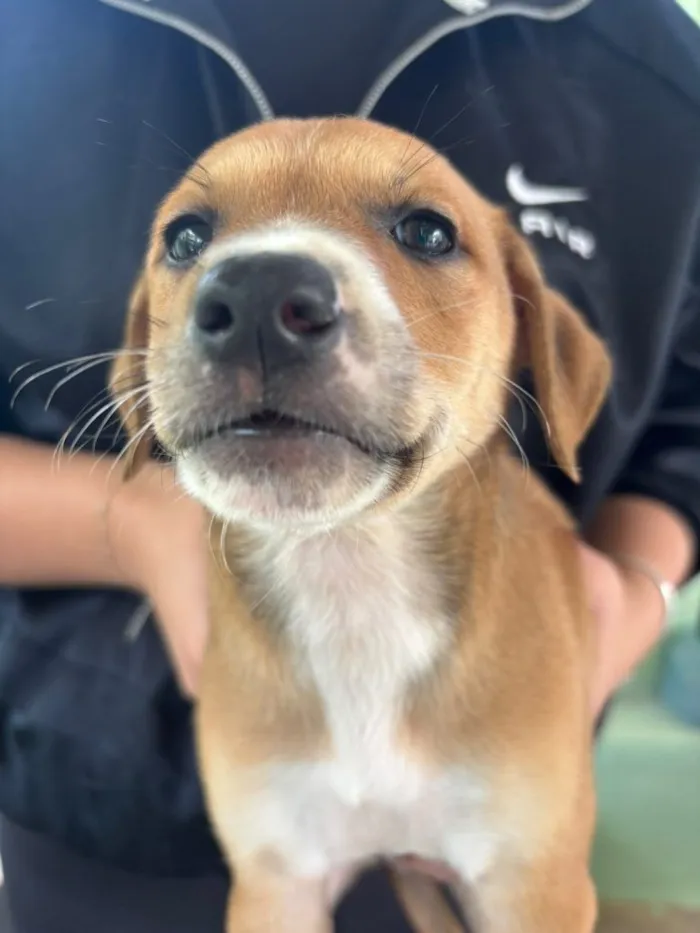 Cachorro raça SRD-ViraLata idade 2 a 6 meses nome Falar com Cristiane - Whats 15 99132-7141