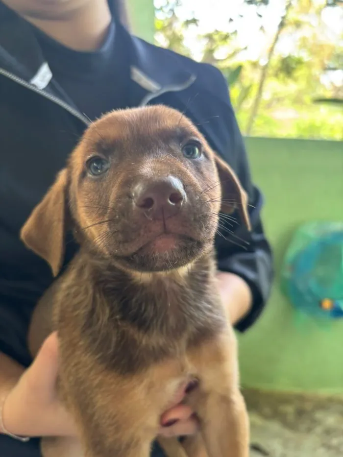 Cachorro raça SRD-ViraLata idade 2 a 6 meses nome Falar com Cristiane - Whats 15 99132-7141